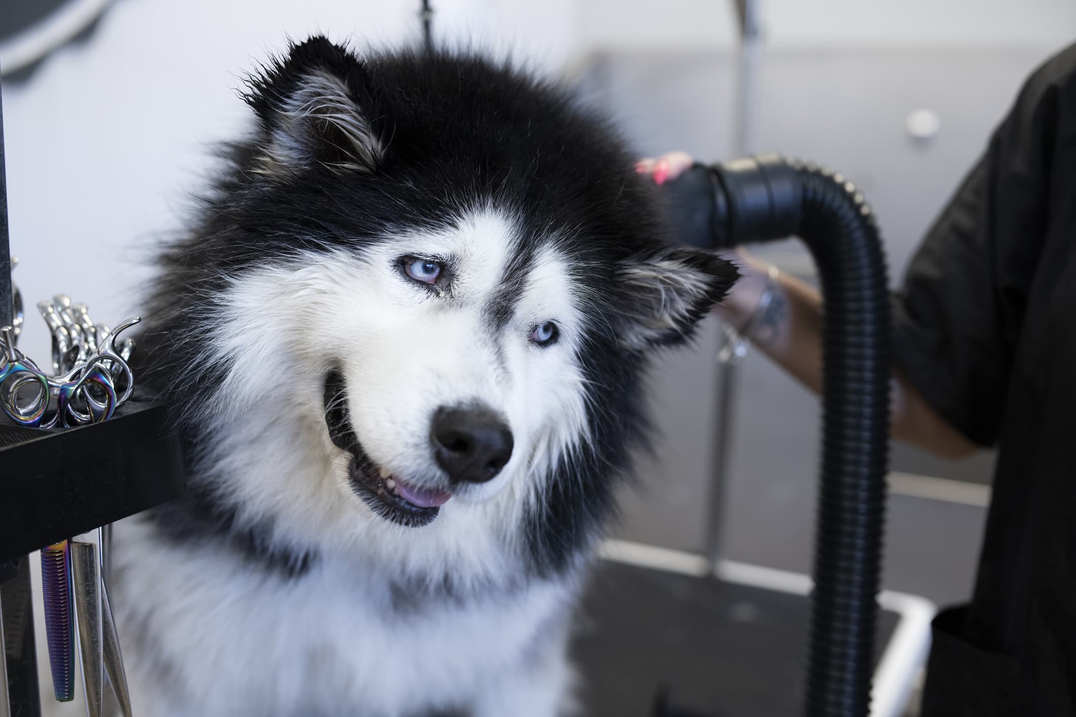 Husky Grooming Tips to Help Control Shedding (Vet-Approved)