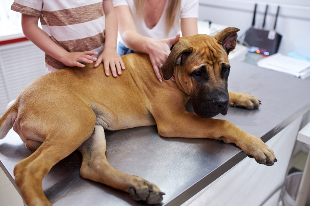 Fungal Infections in Dogs: Signs, Causes & Treatment (Vet Answer)