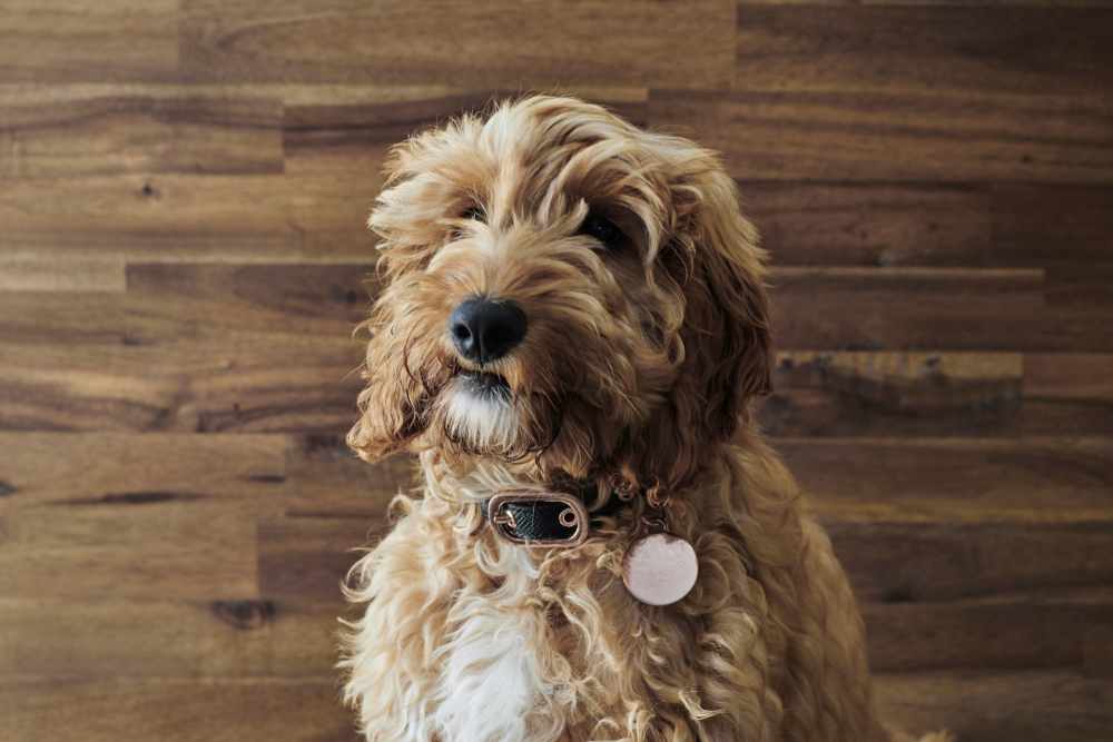 Spanish Water Dog Poodle Mix: Info, Pictures, Care Guide & More