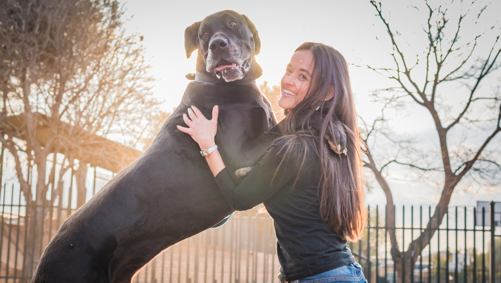 Who Are the Biggest Dogs in the World? 2026 World Records