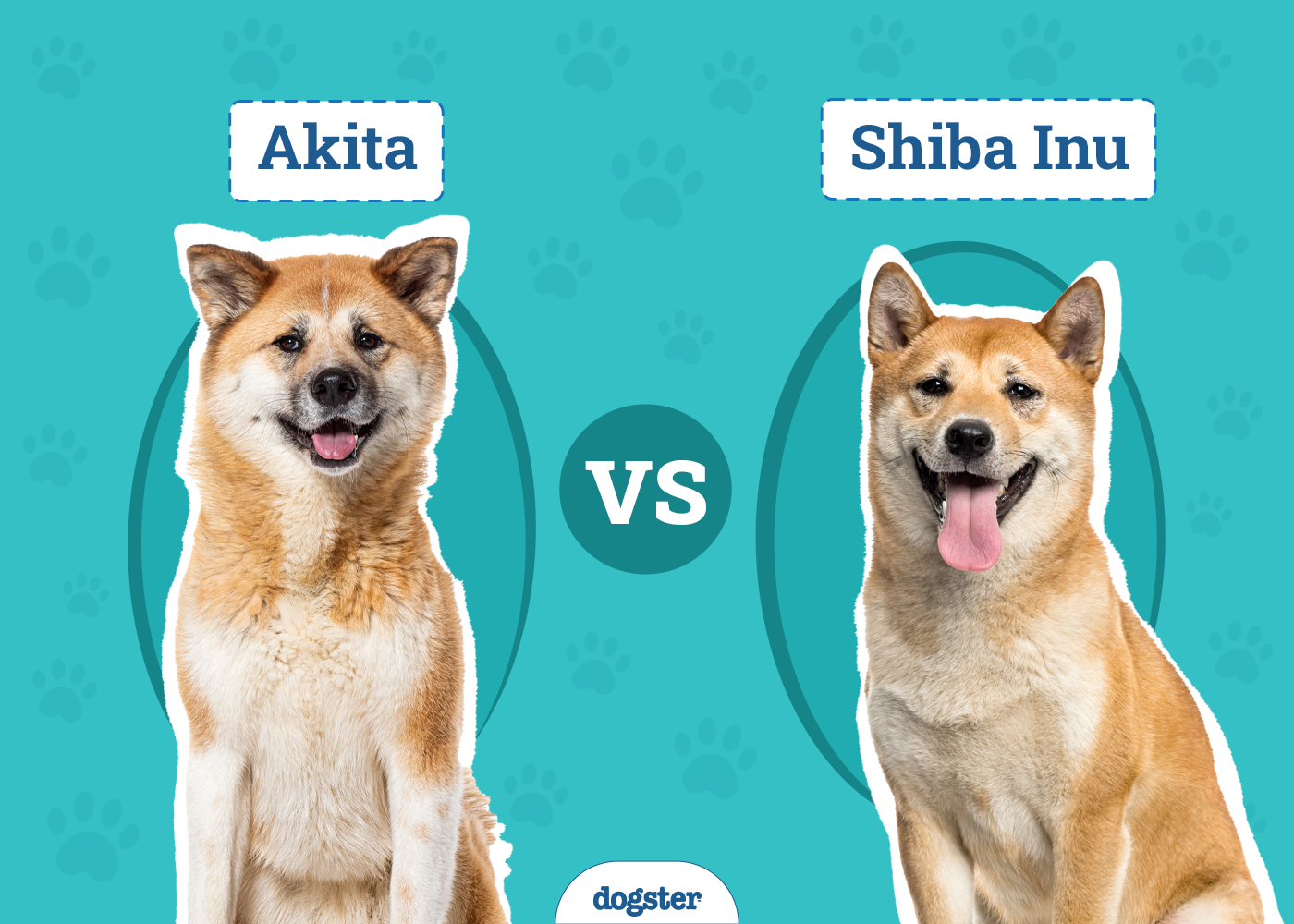 Akita vs Shiba Inu: Differences Explained (With Pictures)