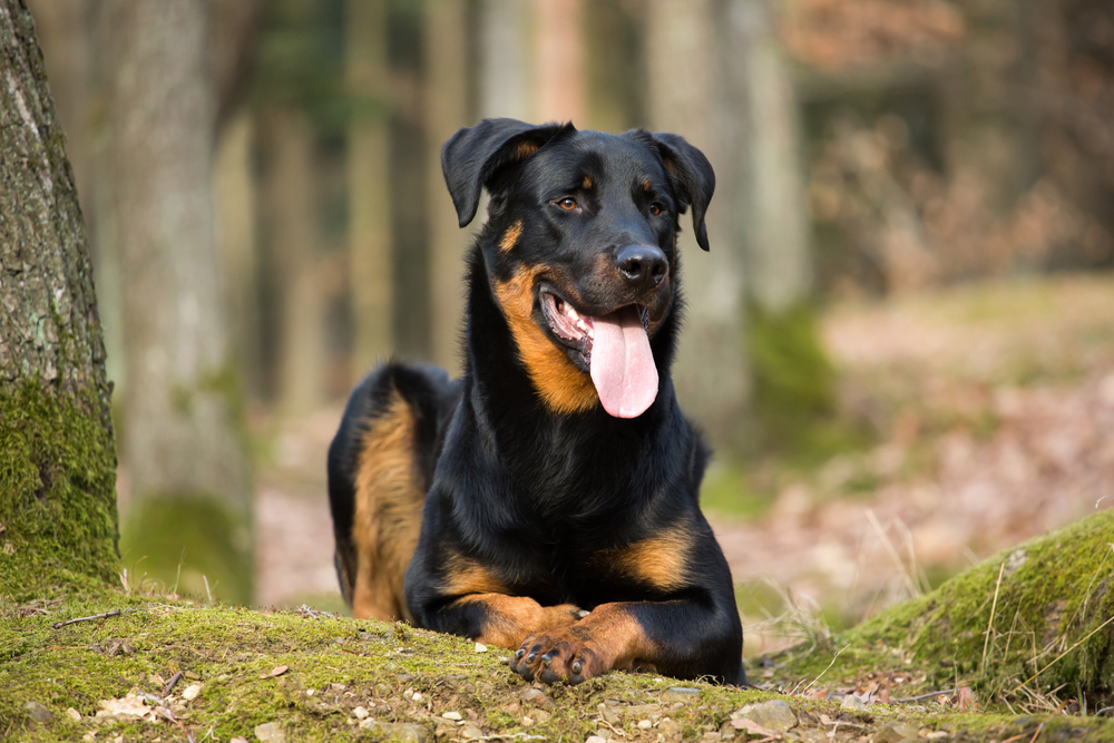 Beauceron dog with tongue out at the forest