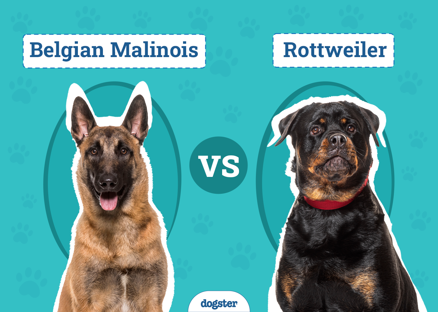 Belgian Malinois vs Rottweiler: Differences Explained (With Pictures)