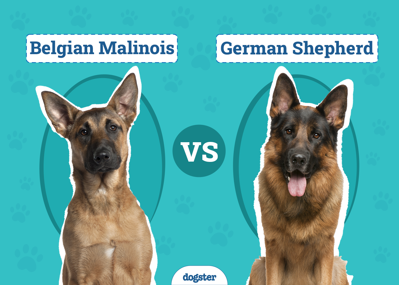 Belgian Malinois vs. German Shepherd: Differences Explained (With Pictures)