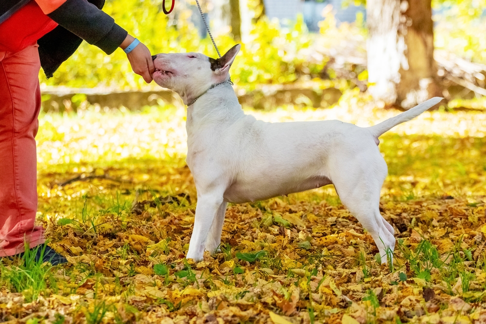 Bull Terrier Training 101: 5 Vet-Approved Steps & Tips