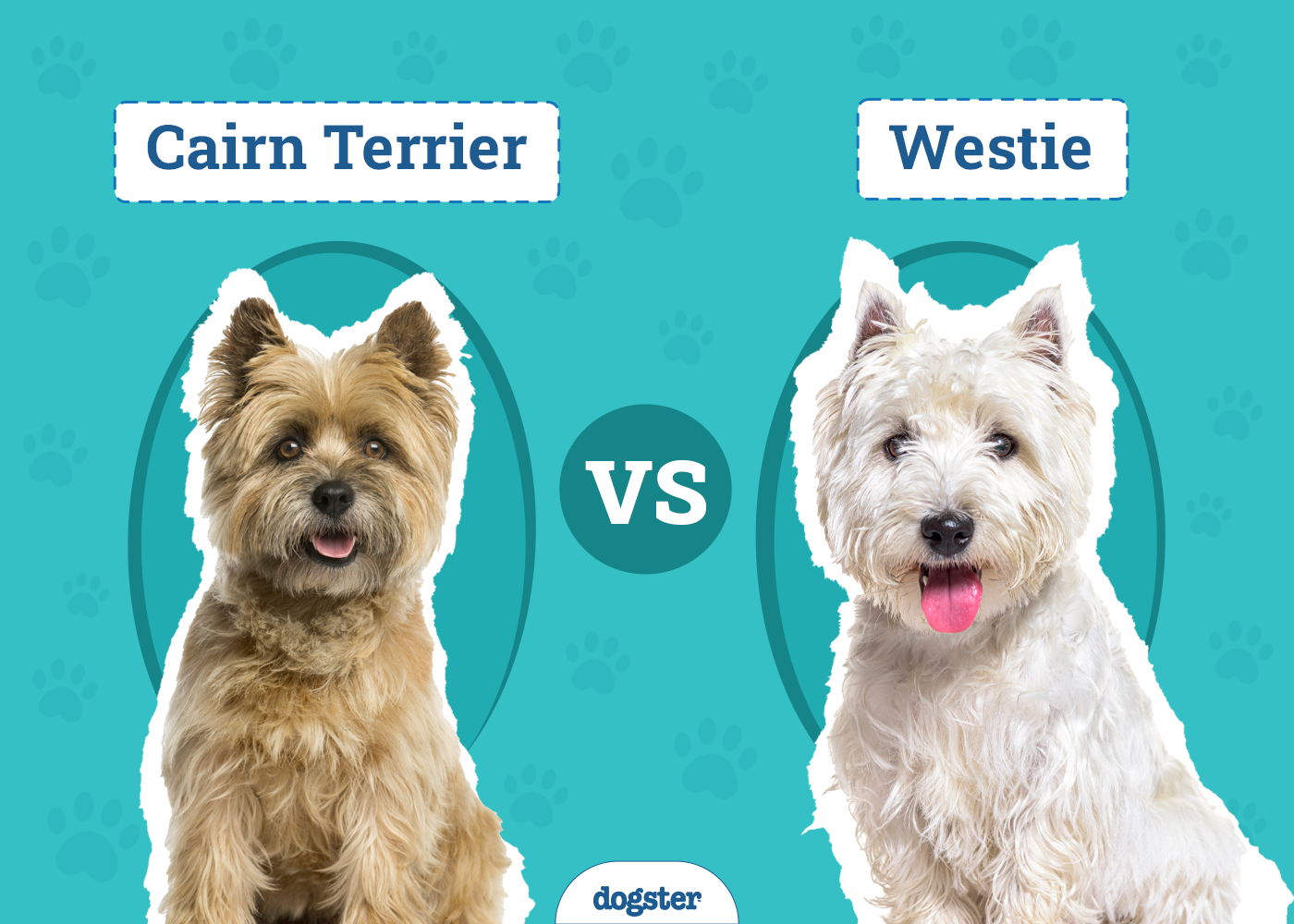Cairn Terrier vs Westie: The Key Differences (With Pictures)