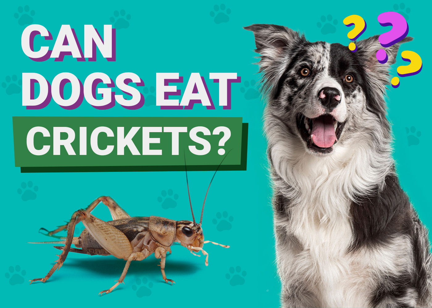 Can Dogs Eat Crickets? Vet-Verified Facts & FAQ