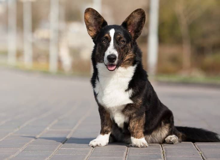 Cardigan Welsh Corgi Dog Breed: Info, Pictures, History & More