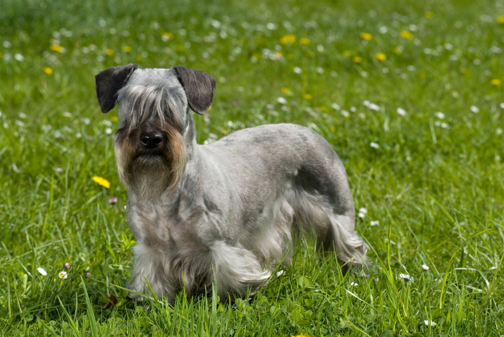 Cesky terrier dog standing on the grass outdoors