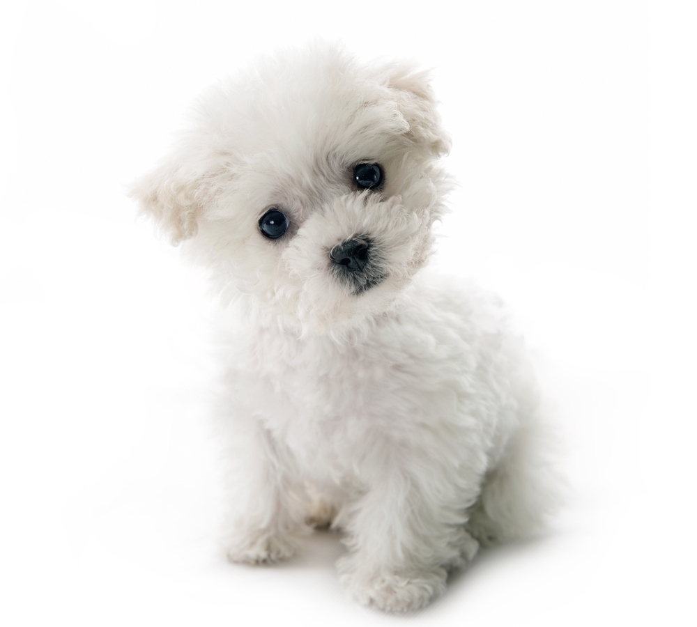 Teacup Bichon Frise Dog Breed: Info, Pictures, Temperament & Traits
