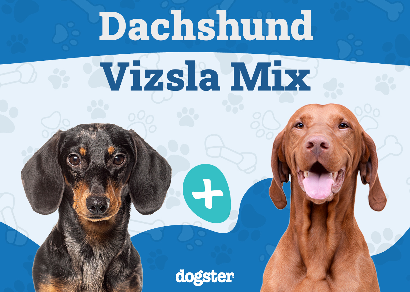 Dachshund Vizsla Mix Breed: Info, Pictures, Care & More