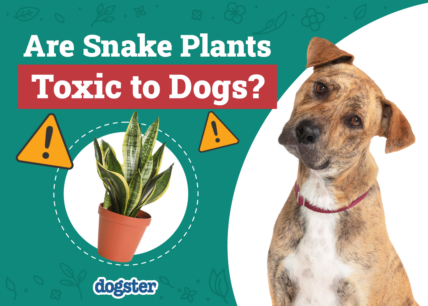 Are Snake Plants Toxic to Dogs? Vet-Approved Facts & FAQ