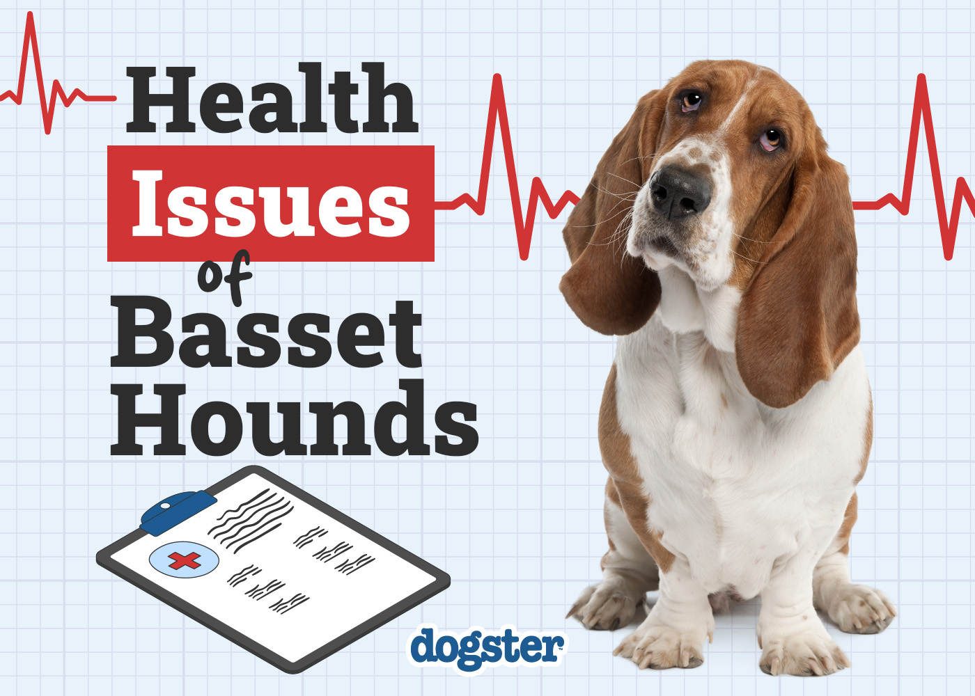 11 Common Health Problems in Basset Hounds to Be Aware Of