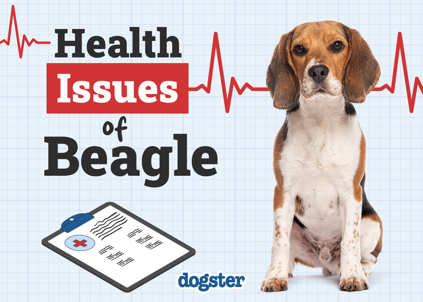 Beagle Health Issues: 7 Vet-Verified Common Diseases to Look Out For