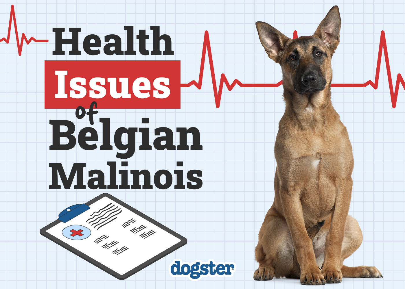 7 Belgian Malinois Health Issues to Watch For (Vet Answer)