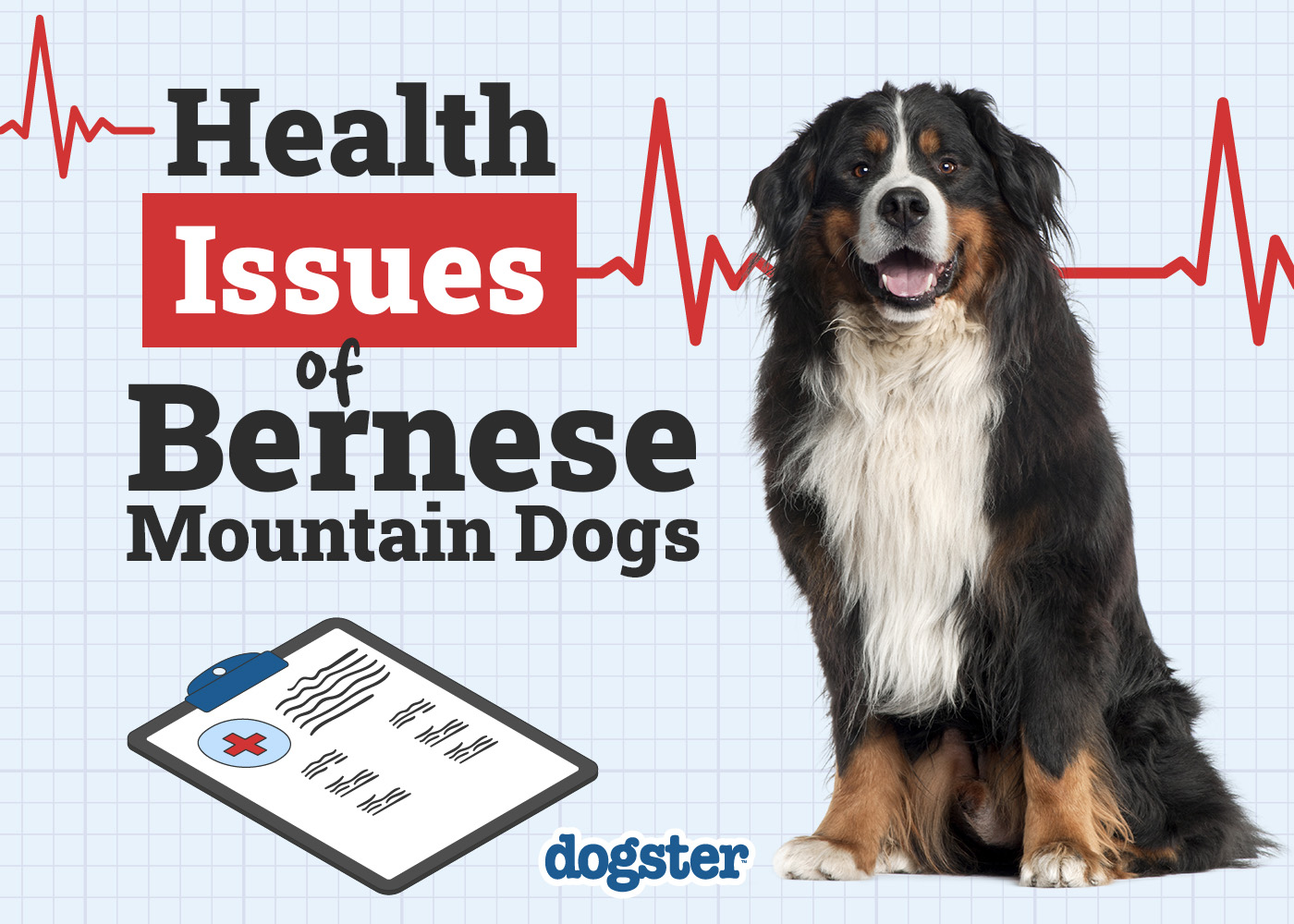 8 Bernese Mountain Dog Health Problems to Watch For: Vet-Verified Facts & FAQ