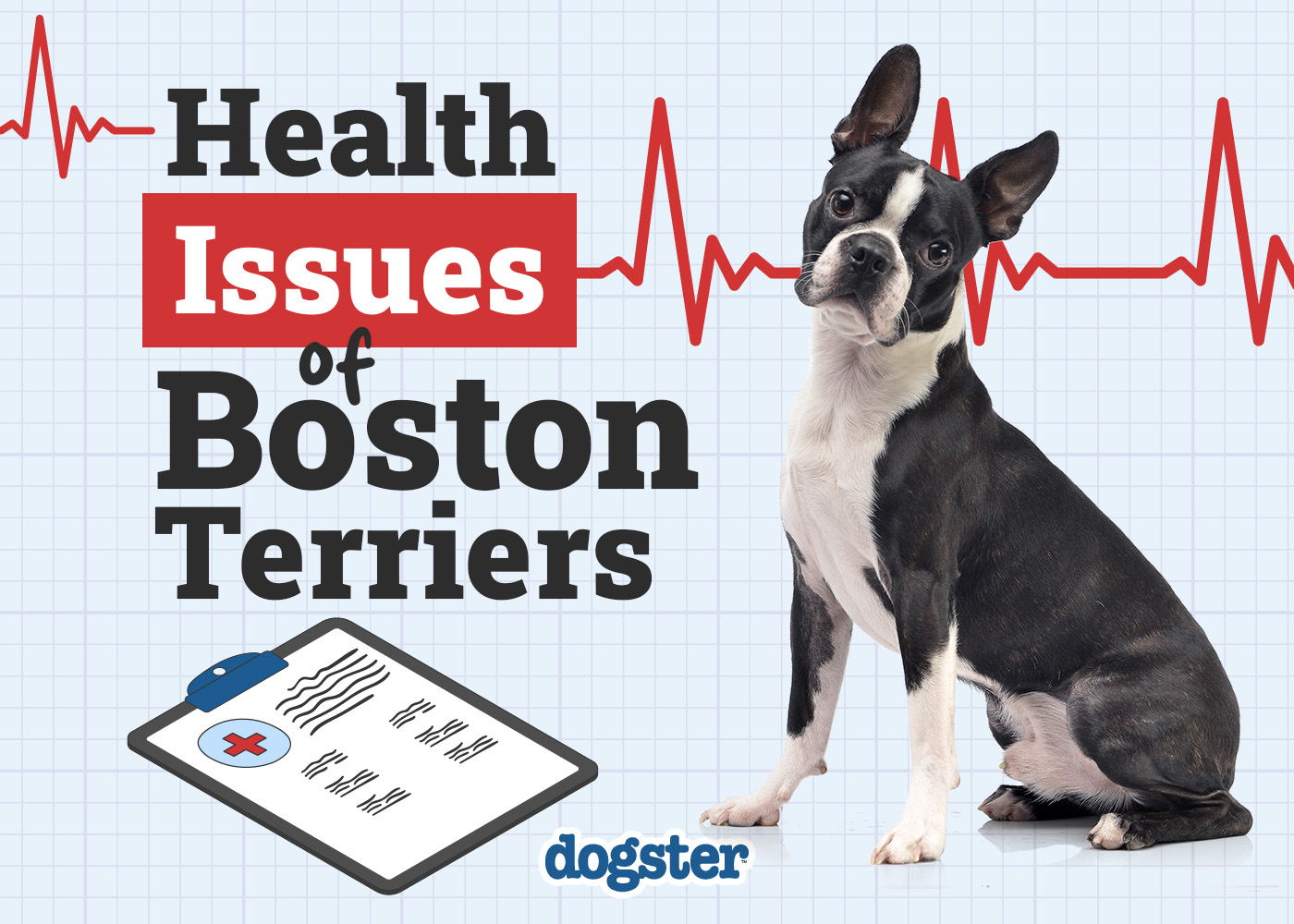 13 Boston Terrier Health Issues to Look Out For (Vet Answer)