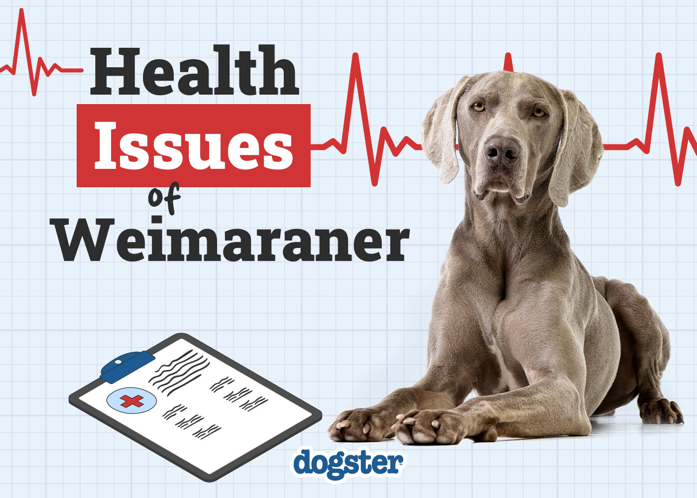 6 Common Health Problems in Weimaraner Dogs: Vet-Approved Health Facts