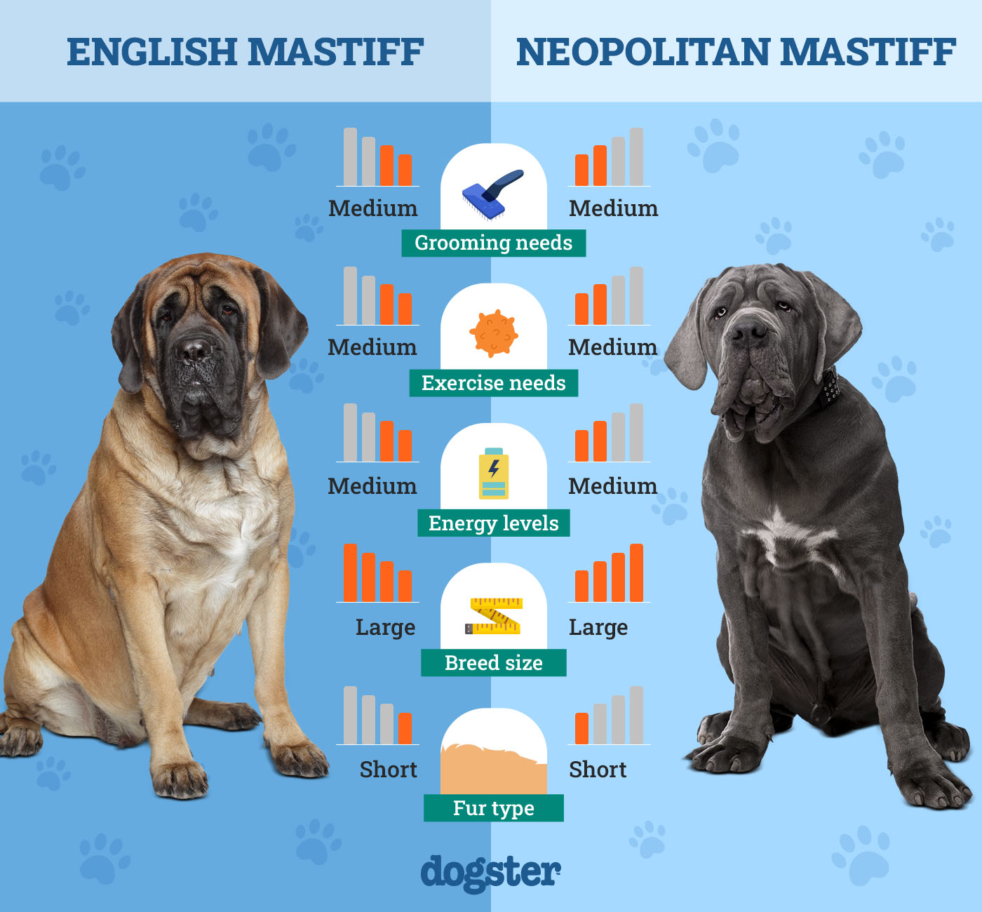 Dogster_Side by Side Comparison_ English Mastiff vs Neopolitan Mastiff