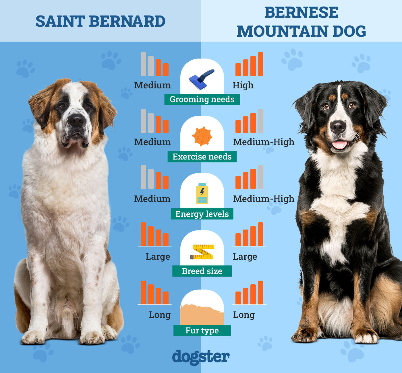 Dogster_Side by Side Comparison_ Saint Bernard vs Bernese Mountain Dog