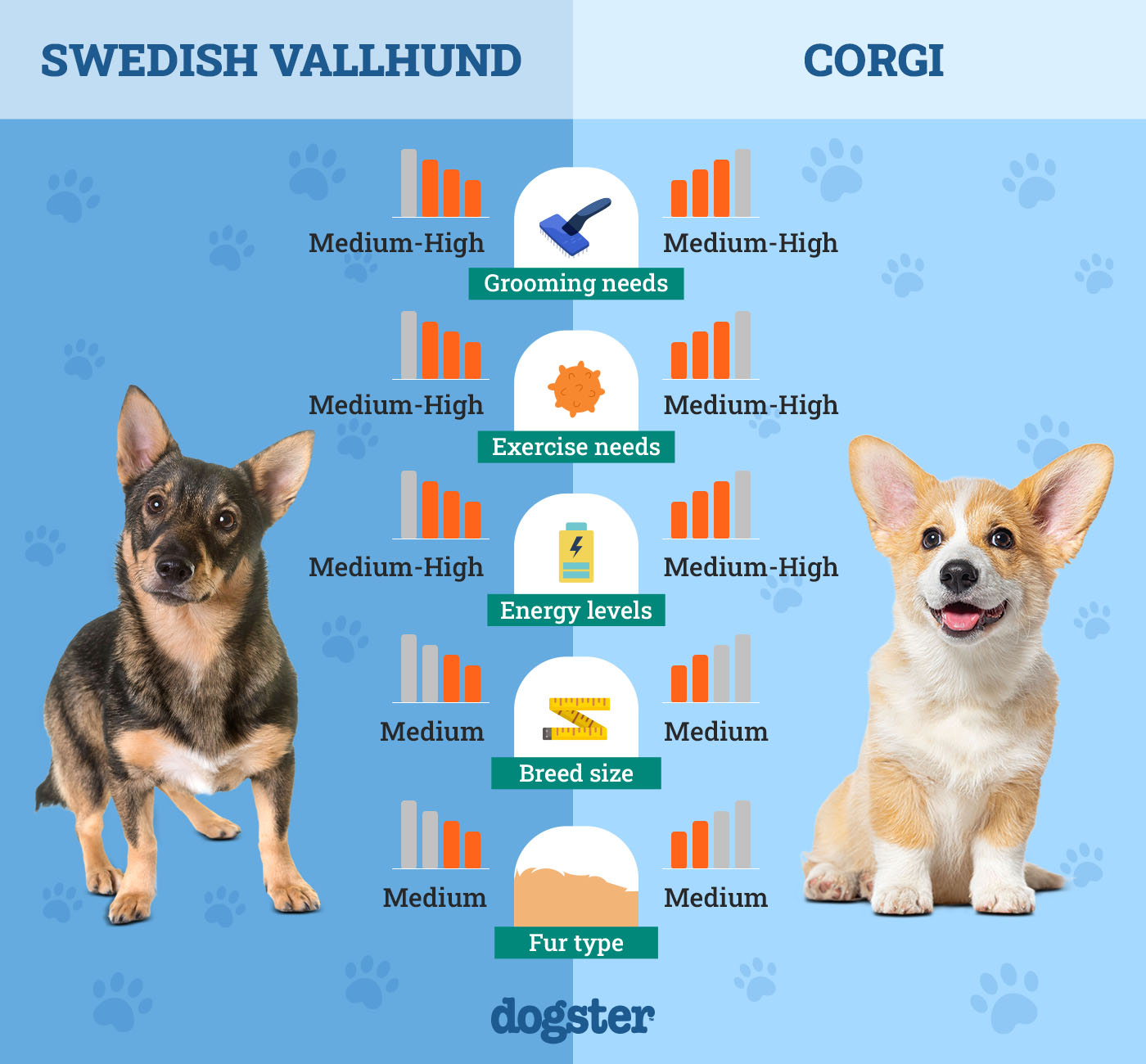 Dogster_Side by Side Comparison_ Swedish Vallhund vs Corgi
