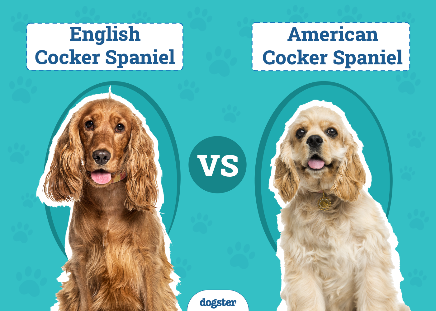 English vs American Cocker Spaniel: Key Differences (With Pictures)