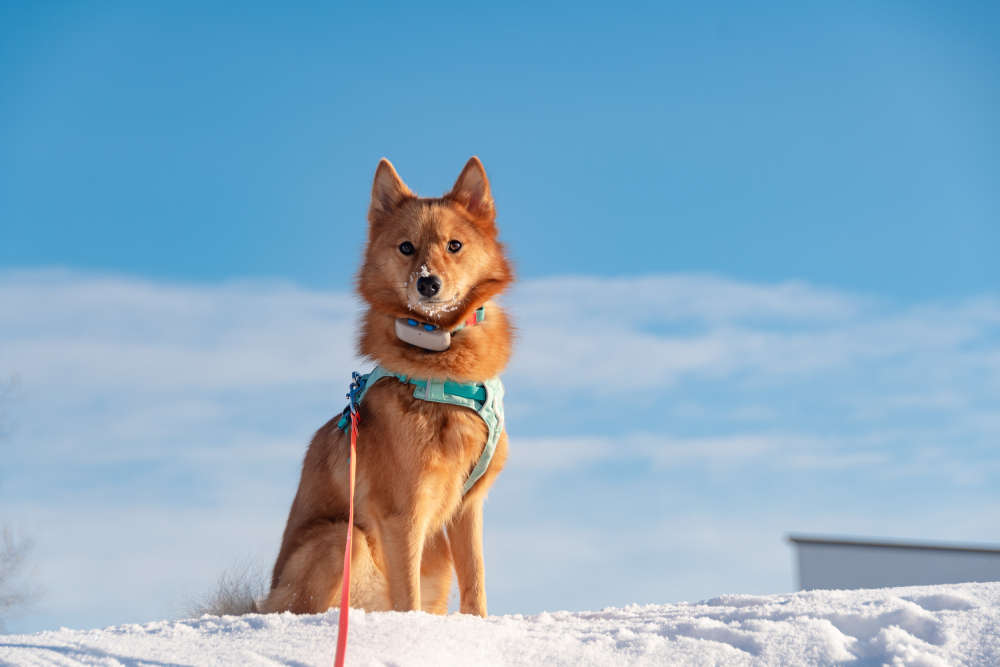 Finnish spitz dog (Finkie) sitting in the snow wearing leash