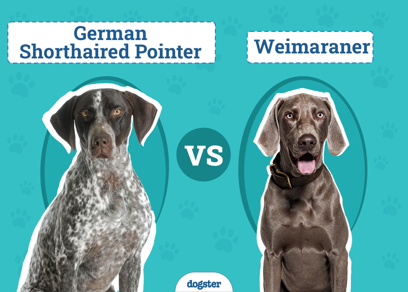 German Shorthaired Pointer vs Weimaraner: Key Differences (With Pictures)