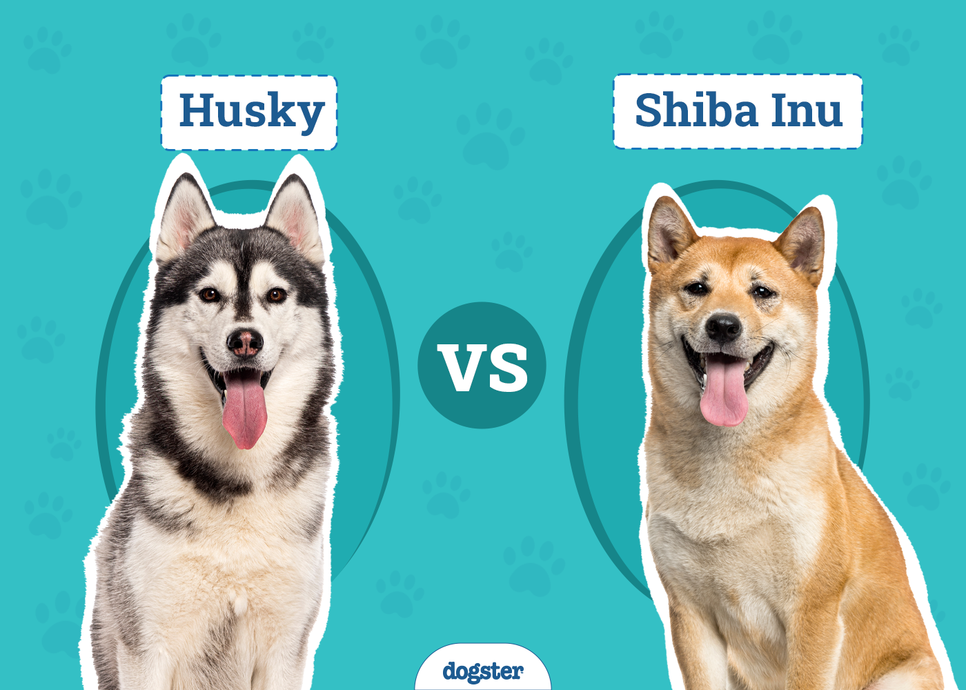 Husky vs. Shiba Inu: Differences Explained (With Pictures)