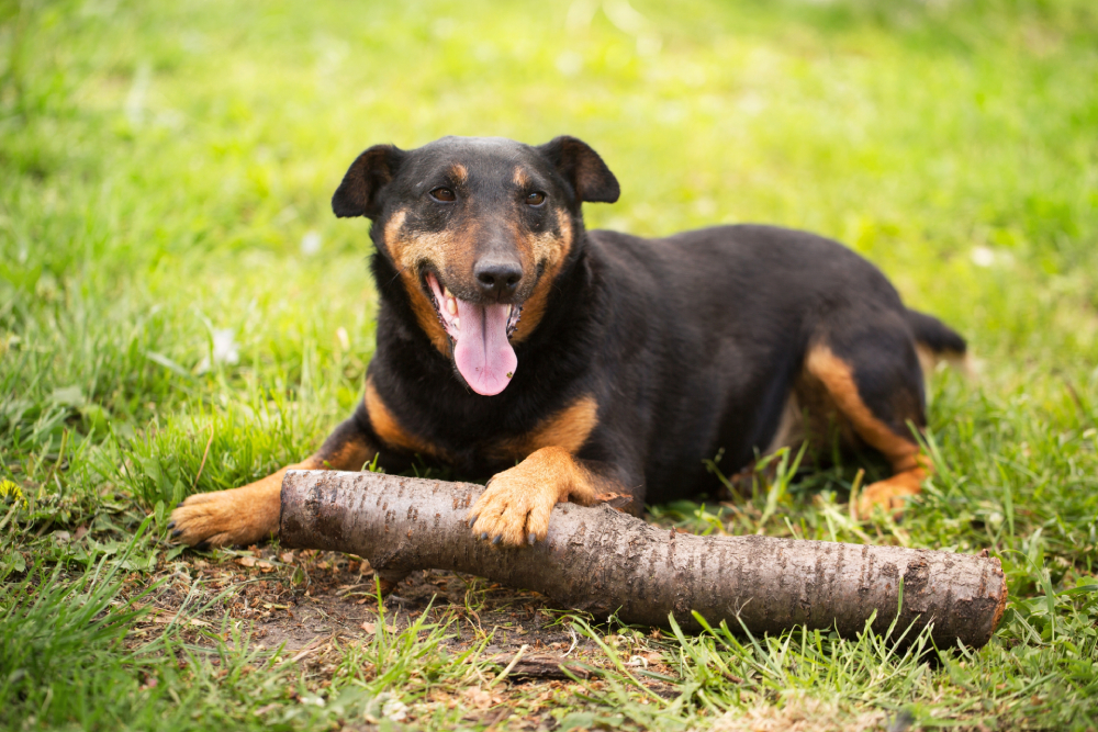 20 Rare Small Dog Breeds (With Info & Pictures)
