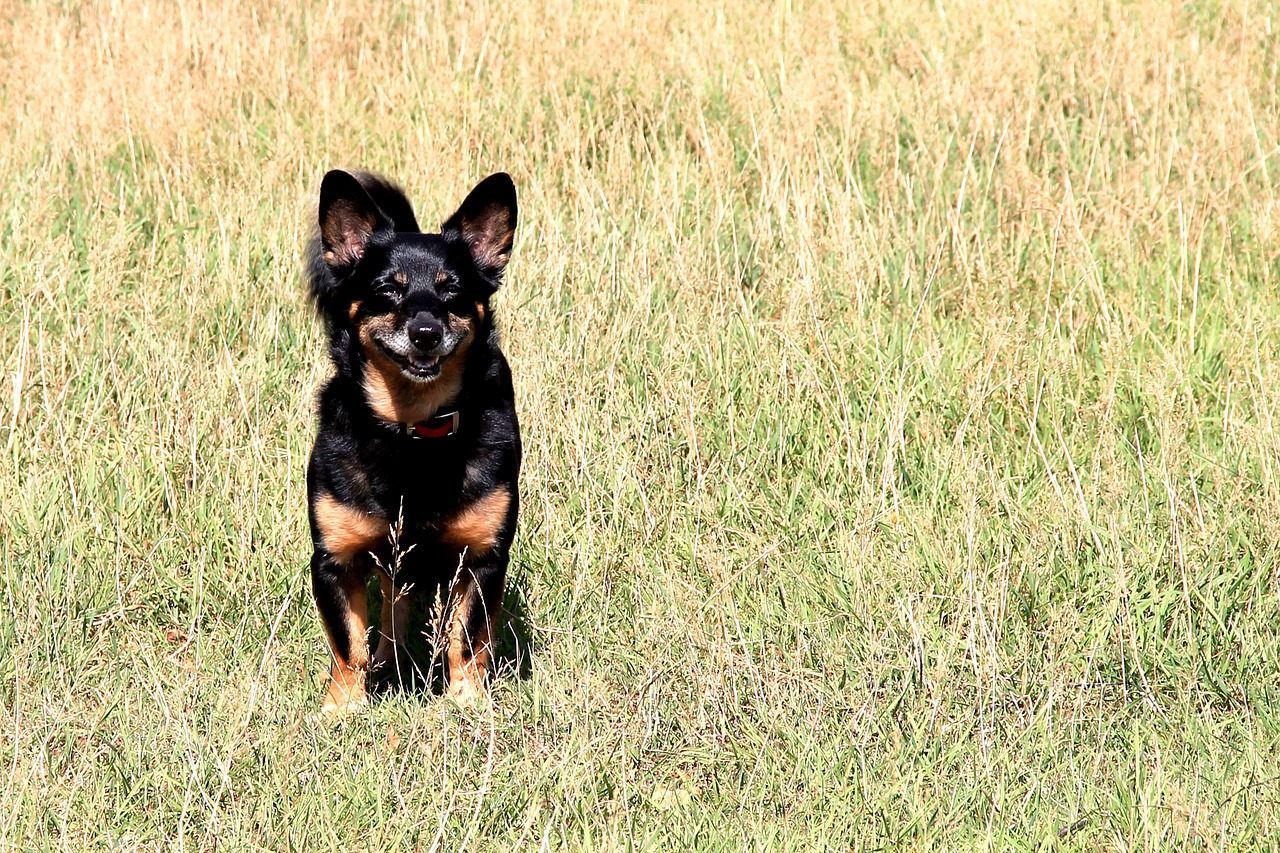 Lancashire Heeler standing outdoors