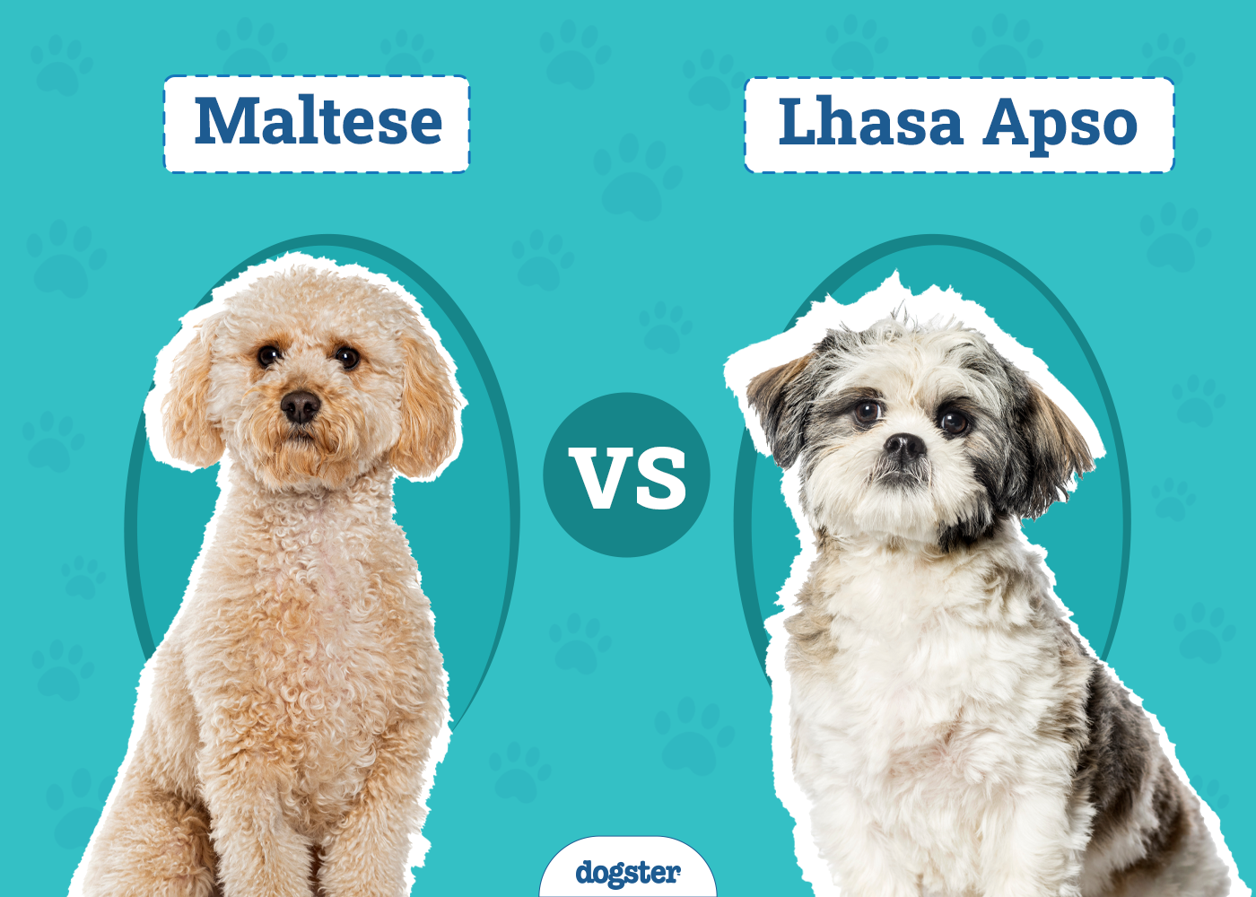 Maltese vs. Lhasa Apso: The Differences (With Pictures)