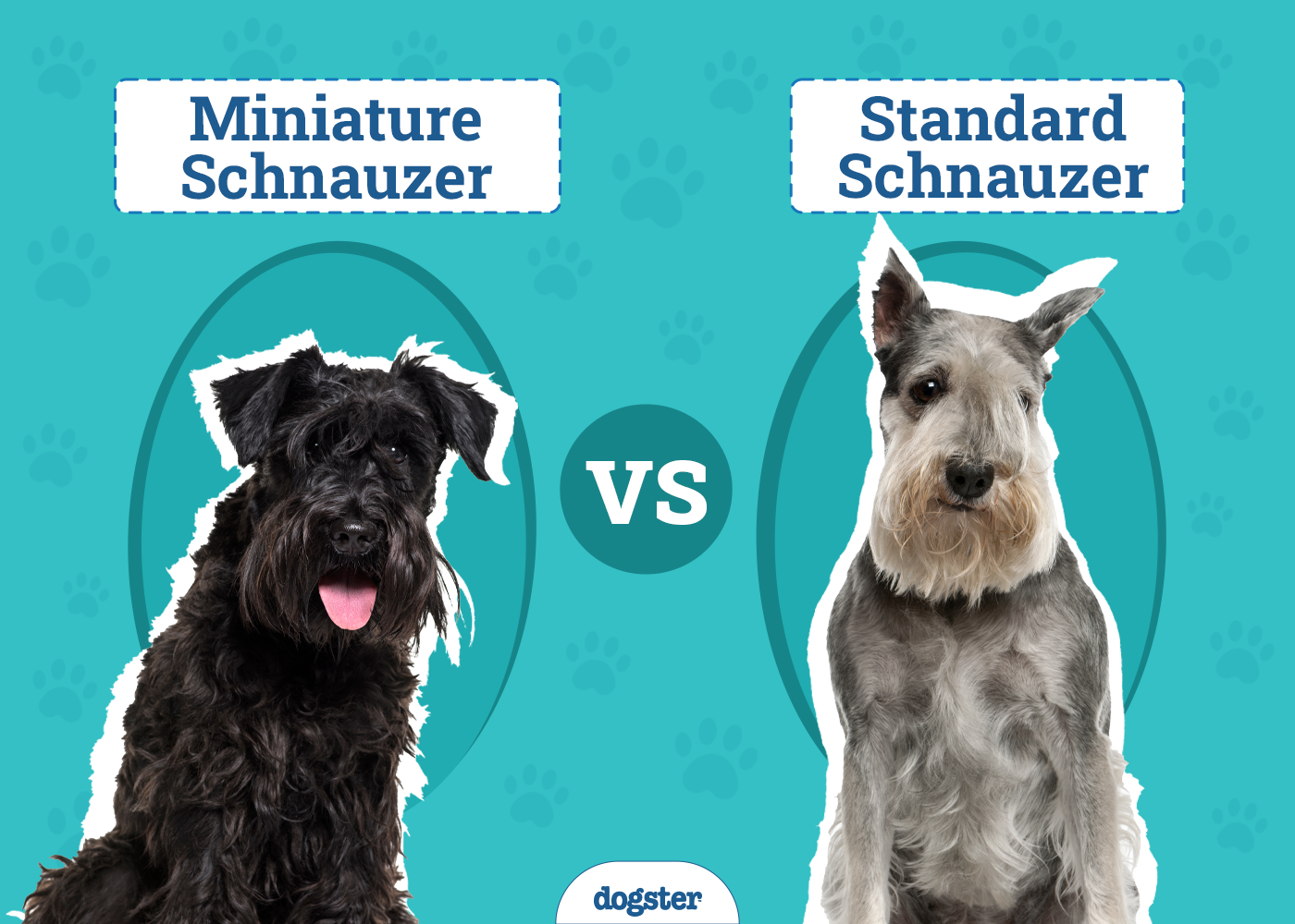 Miniature Schnauzer vs. Standard Schnauzer: The Differences (With Pictures)