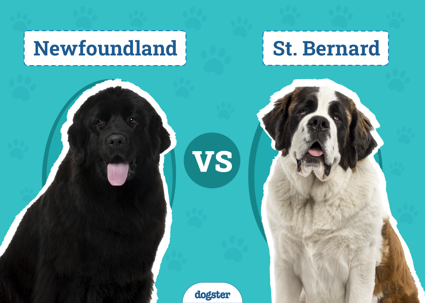 Newfoundland Dog vs St. Bernard: Main Differences (With Pictures)