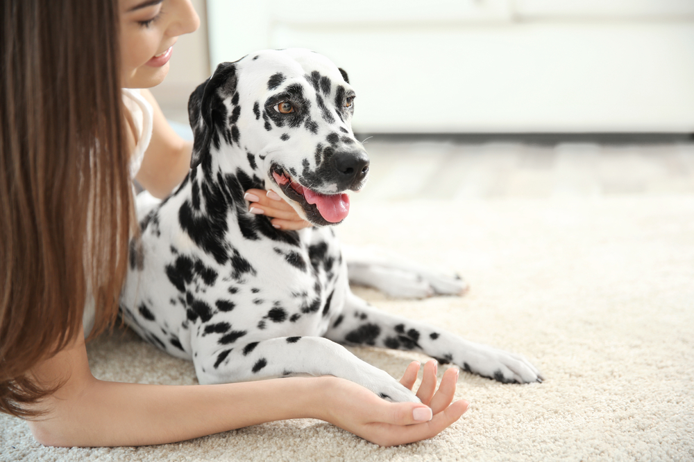 Where Do Dogs Like to Be Pet? 3 Vet-Approved Steps to Satisfaction