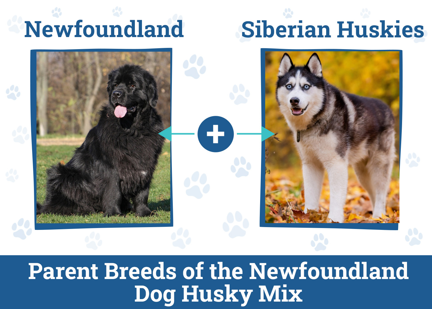 Parent Breeds of the Newfoundland Dog Husky Mix