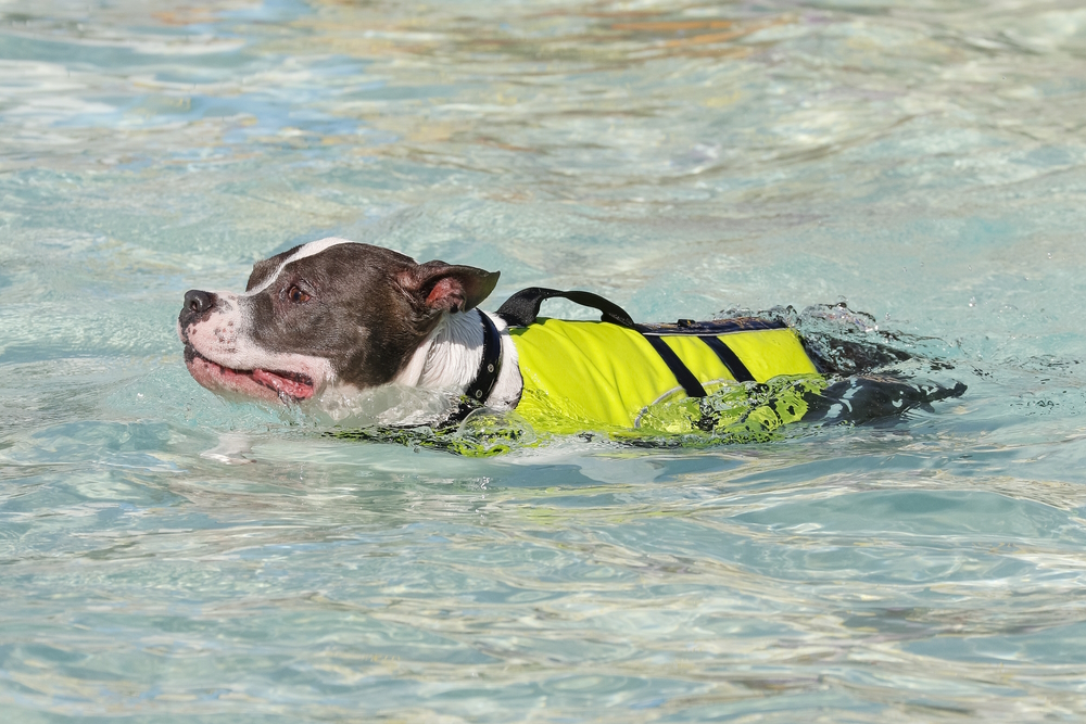 Does a Pitbull Have Webbed Feet? Vet-Verified Facts & FAQ
