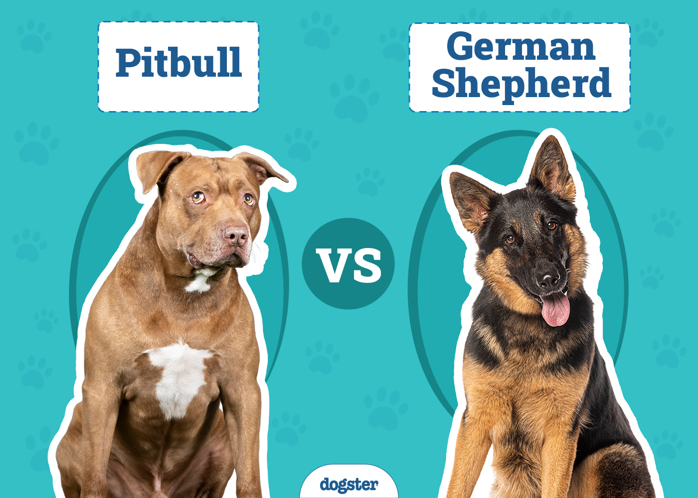 Pitbull vs German Shepherd: Main Differences (With Pictures)