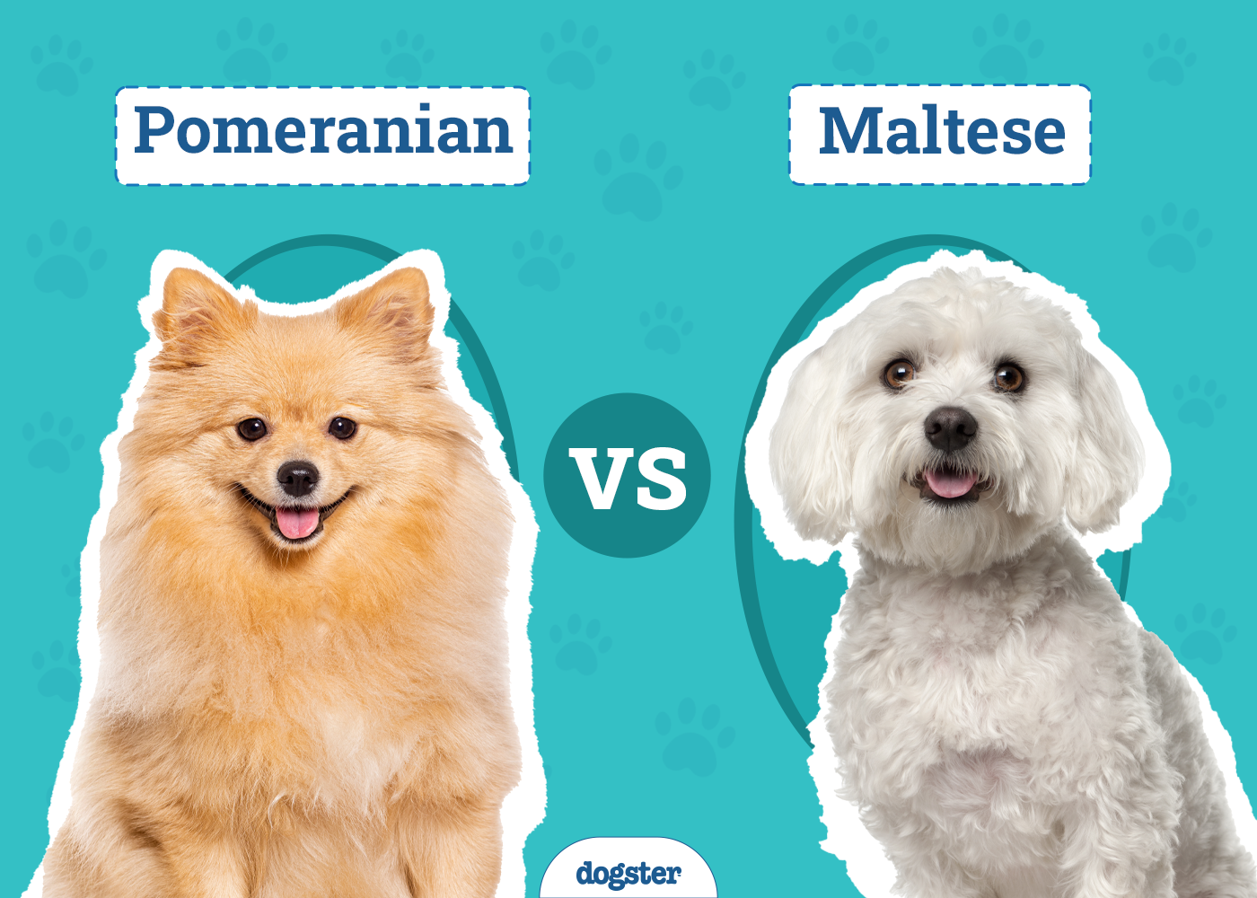 Pomeranian vs Maltese: Key Differences Explained (With Pictures)
