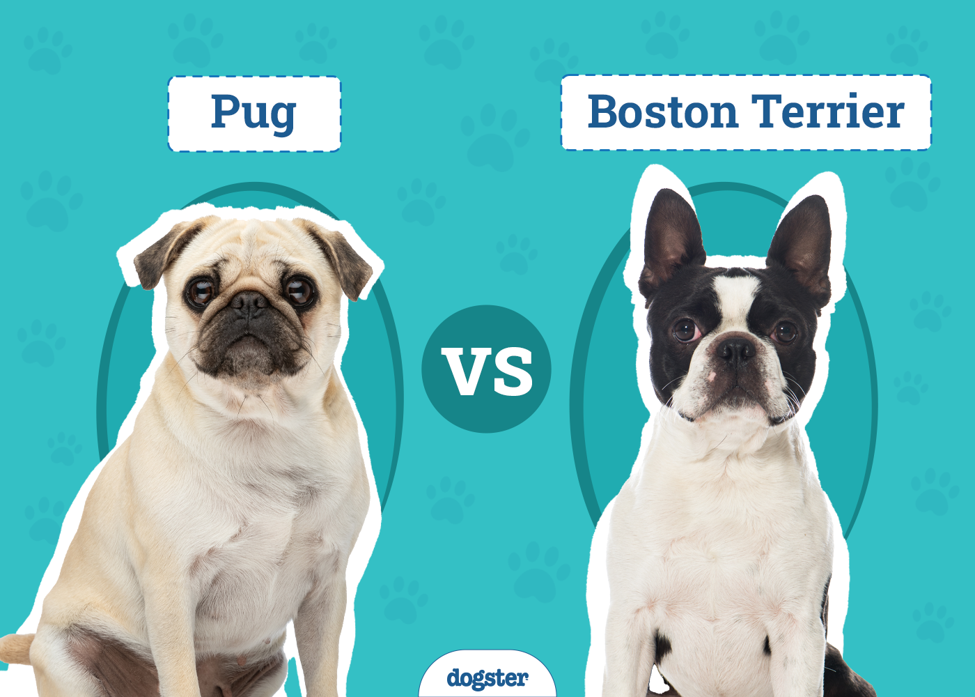 Pug vs Boston Terrier: The Differences (With Pictures)
