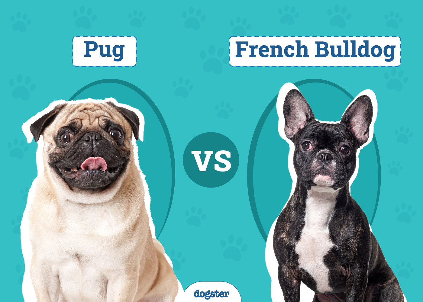 Pug vs French Bulldog: Differences Explained (With Pictures)