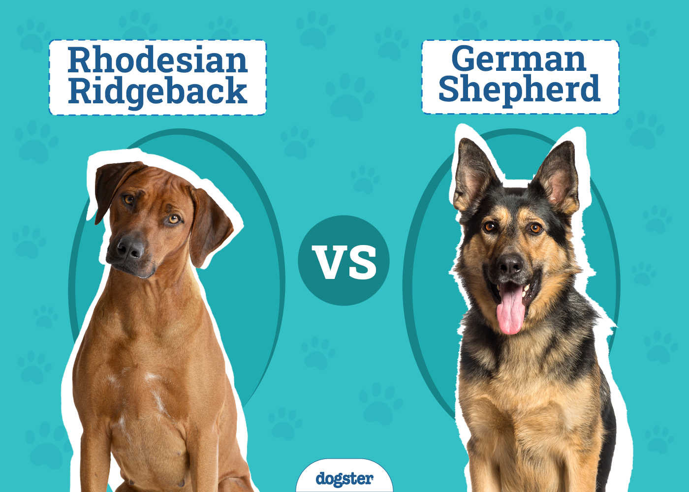 Rhodesian Ridgeback vs. German Shepherd: Key Differences (with Pictures)
