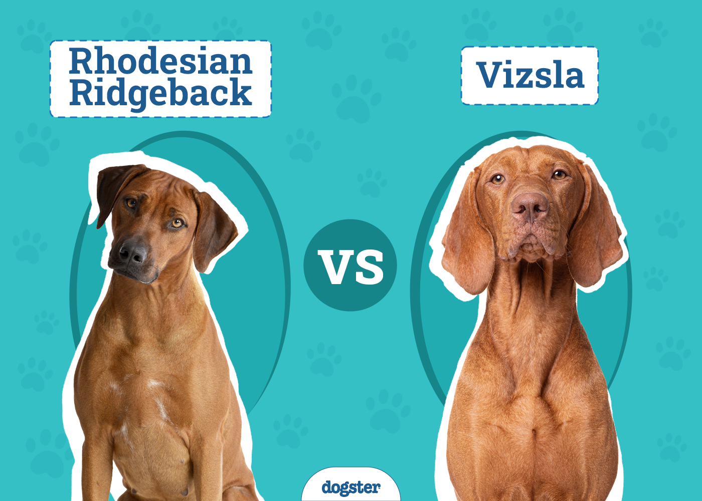 Rhodesian Ridgeback vs. Vizsla: Main Differences (With Pictures)