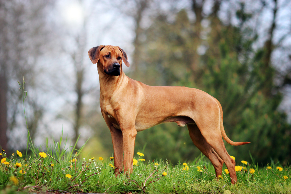 Rhodesian Ridgeback Price: Here’s How Much They Cost in 2026