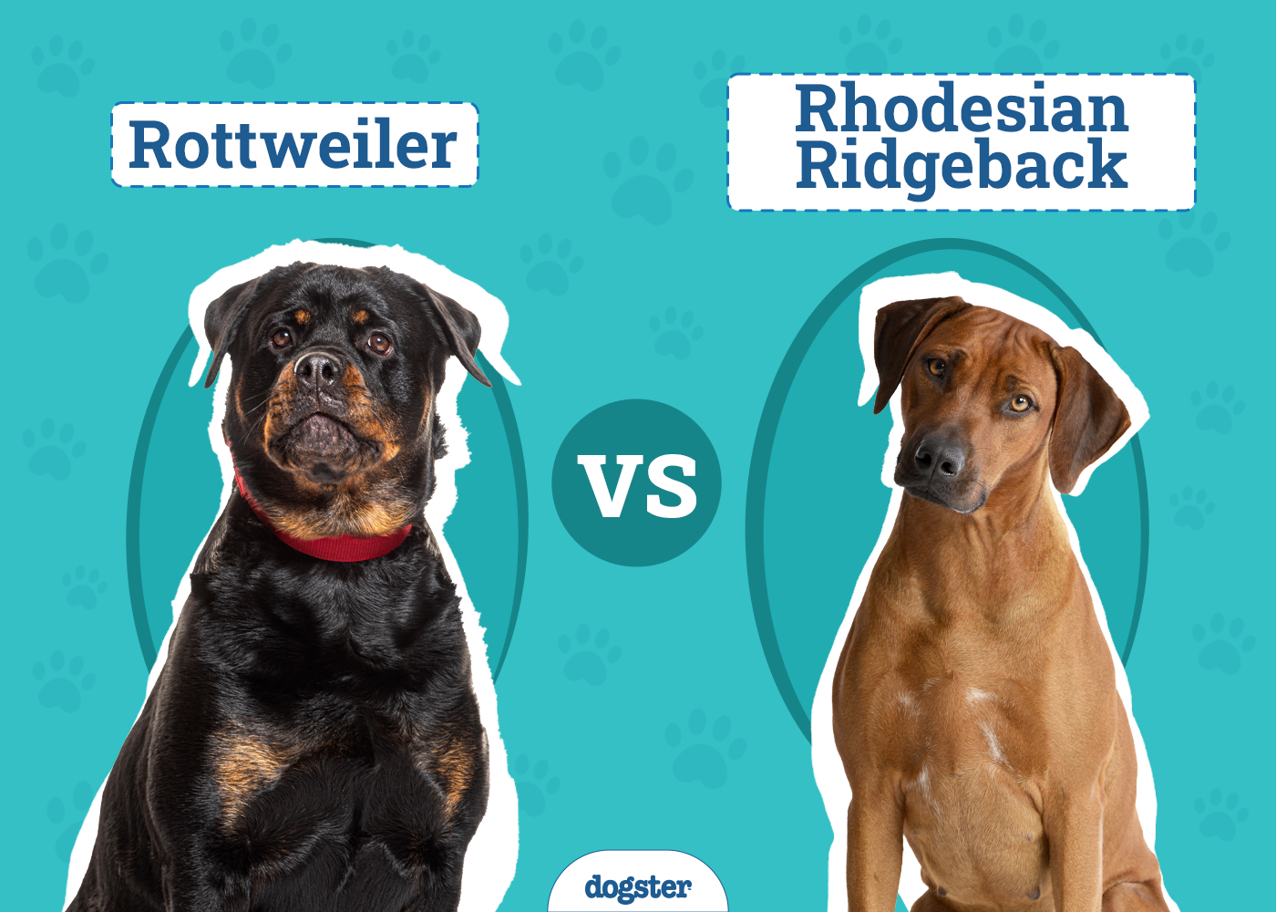 Rottweiler vs. Rhodesian Ridgeback: Vet-Reviewed Differences Explained (With Pictures)