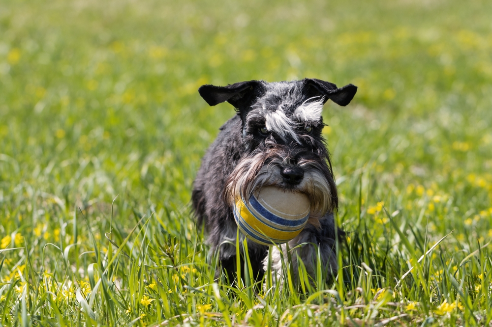 Schnauzer playing on a grass field grabbing a ball