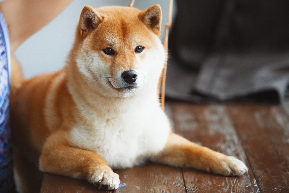How Much Does It Cost to Own a Shiba Inu? 2026 Price Guide