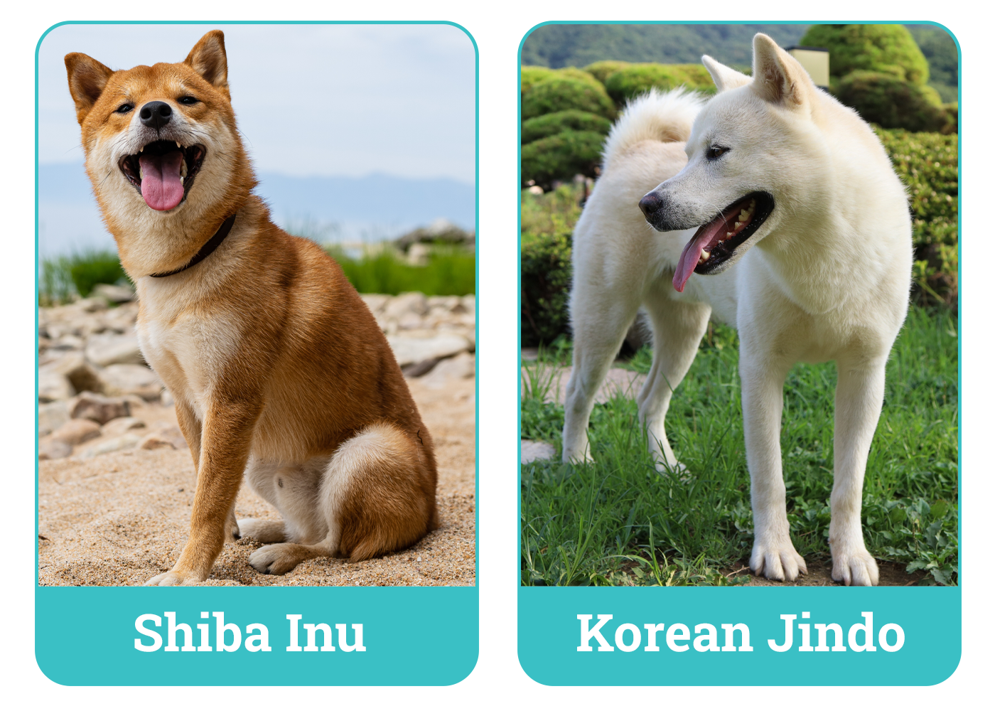 Shiba Inu vs Korean Jindo