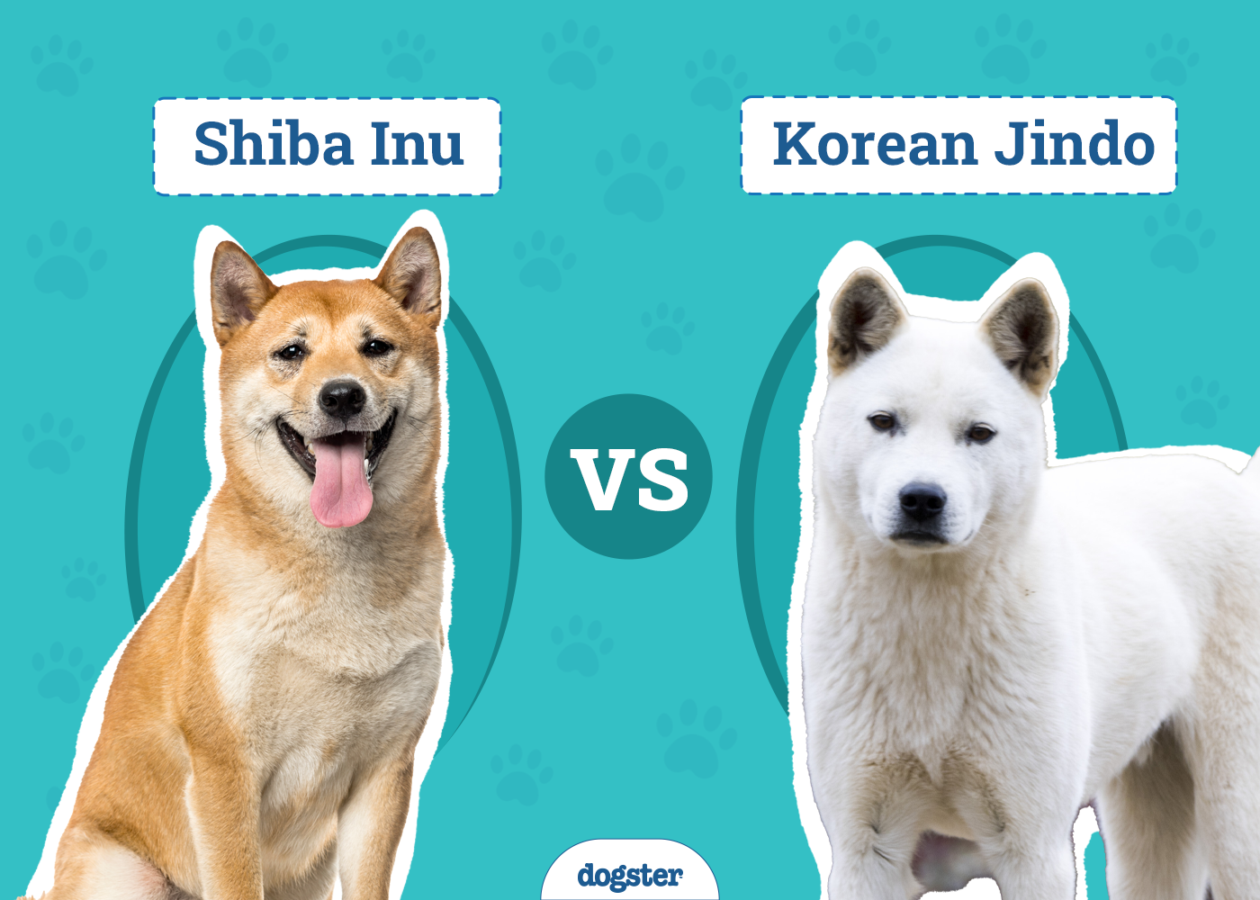 Shiba Inu vs Korean Jindo: Differences Explained (With Pictures)