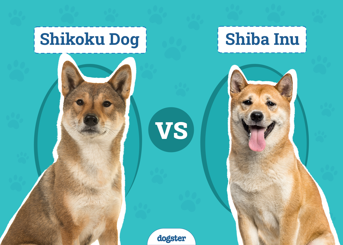 Shikoku Dog vs. Shiba Inu: Differences Explained (With Pictures)